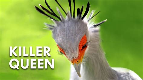 queens bird hunter|HUGE UPDATE .